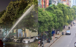 Hà Nội thông tin về phương án xử lý cây hoa sữa gây ảnh hưởng đến người dân
