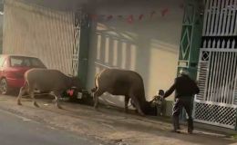 Trâu mẹ bất ngờ húc chủ bất tỉnh, lao vào đám cưới ở Lâm Đồng khiến 6 người bị thương