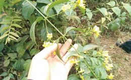 Thông tin chú ý vụ học sinh rủ nhau ăn lá ngón ở Đà Nẵng: 1 em tử vong, 4 người còn lại ra sao?