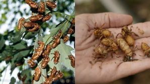 Nước Mỹ sẽ đối mặt với ‘thảm họa’ lớn nhất trong 221 năm: Do 1 loại côn trùng giao phối gây nên!