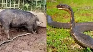 Thực hư việc rắn có độc đến mấy cũng không giết được lợn? Sự thật vô cùng kinh ngạc