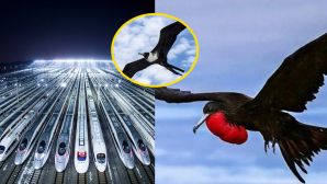 Loài chim bay nhanh nhất thế giới, tốc độ lên tới 352 km/h, nhanh hơn đường sắt cao tốc của Trung Quốc!