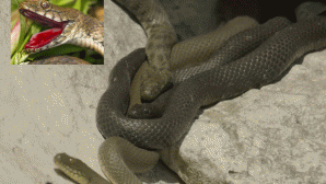 Kẻ săn mồi hoàn toàn bị đánh lừa trước loài rắn có cách tự vệ tinh quái: Lẽ lưỡi, hộc máu giả chết