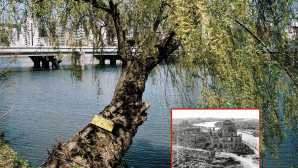 Cây cổ thụ vẫn tồn tại cho tới nay, sau vụ thả bom nguyên tử vào thành phố Hiroshima ở Thế chiến II