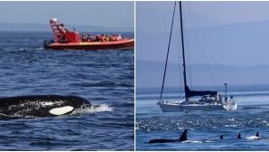 Bị cá voi sát thủ tấn công và đánh chìm tàu, thủy thủ đoàn liên tục phát thanh‘cầu cứu’