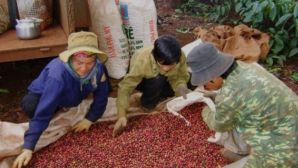 Giá cà phê hôm nay 23/3: Robusta liên tục tăng mạnh mẽ, thời cơ xuất khẩu cà phê Việt Nam đã đến!