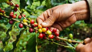 Giá cà phê hôm nay 20/4: Thị trường cà phê 'đóng băng' ngay đợt giảm giá sâu