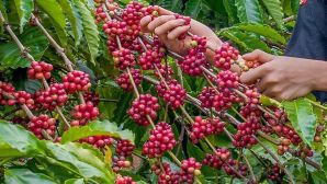 Giá cà phê hôm nay 24/4: 'Vùng dậy' tăng như vũ bão, vượt mức 130.000 đồng/kg