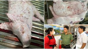 Xôn xao đơn tố cáo Công ty cổ phần Chăn nuôi C.P. Việt Nam bán heo, gà mắc bệnh, cơ quan chức năng vào cuộc