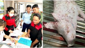 Thông tin nóng vụ Công ty C.P bị tố bán thịt heo mắc bệnh, loạt sai phạm được phát hiện sau kiểm tra