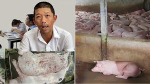 Vị cán bộ bí ẩn trong vụ C.P. bị tố bán heo bệnh, Thứ trưởng Bộ NN-MT trực tiếp yêu cầu điều tra