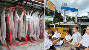 Cơ quan chức năng tuyên bố nóng về hình ảnh heo đầy đốm lạ của ‘người tố C.P Việt Nam’ tung thêm gây chấn động