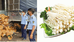 Hà Nội: Tiêu hủy hơn 2,5 tấn nấm kim châm quá hạn sử dụng, phạt công ty vi phạm 70 triệu đồng