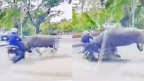 Tình hình của người phụ nữ bị trâu điên truy sát ở Thanh Hóa, 'thủ phạm' bị đưa ngay vào lò mổ