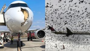 Chim trời ‘đâm’ Iberia giữa lúc cất cánh, mũi máy bay vỡ toang: Cơ trưởng buộc phải làm một việc khẩn cấp