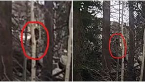 Video gây sốc ghi lại cảnh quái vật ‘Bigfoot’ chạy trong rừng giữa ban ngày khiến người đàn ông hoảng hốt