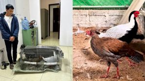 Chân dung gà lôi trắng khiến người đàn ông Nghệ An lĩnh 6 năm tù: Bà con nuôi các loài 'độc lạ' cảnh giác!