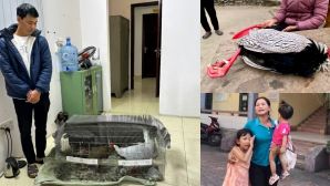 Vụ án gà lôi trắng ở Nghệ An: Bị cáo bất ngờ được tại ngoại, hé lộ tình tiết đảo chiều vụ xét xử
