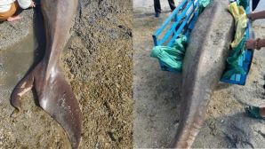 ‘Nàng tiên cá’ 300kg kiệt sức nằm ở bờ biển Côn Đảo, người dân nỗ lực cứu sống nhưng bất thành