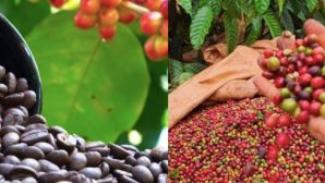 Giá cà phê hôm nay 18/10: Cú xoay bất ngờ, thị trường đảo chiều chỉ sau một đêm