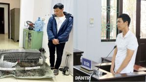 Hé lộ số phận của 13 con gà lôi trắng trong vụ Thái Khắc Thành ở Nghệ An, 5 con đã không còn