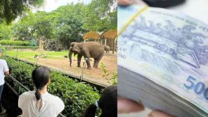 Vụ vườn thú từng bị ‘sờ gáy’ vì nợ thuế, hé lộ doanh thu khủng