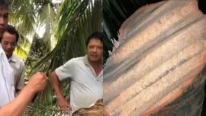 Chủ nhân video tôn bay cắt đứt cây dừa 6 triệu view lên tiếng xác minh thực hư sự việc