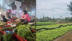 Giá rau củ tăng giá ‘chóng mặt’ sau mưa lũ: Thị trường lao đao, nỗ lực tái sản xuất gấp rút