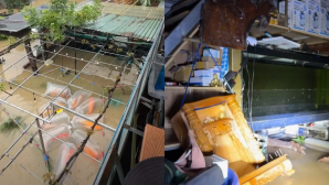 Mưa lũ dâng cao tại miền Trung, chủ vựa cá Koi khóc nghẹn: ‘Cảm giác bất lực lắm!’