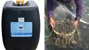 Thực hư tin đồn vớt tôm hùm dính axit sunfuric khiến 10 người tử vong