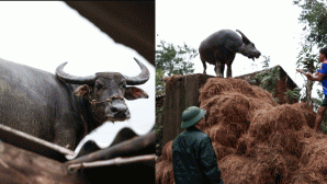 Xúc động cảnh chú trâu mắc kẹt gần 1 tuần trên mái nhà: ‘Biết trâu còn sống, tôi mừng rơi nước mắt’
