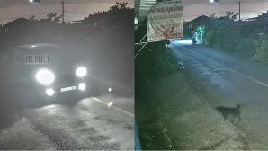 Công an thông tin nóng vụ nhóm người lái ô tô 7 chỗ đi trộm chó, đã bắt giữ nghi phạm đầu tiên