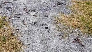 Hàng nghìn con giun đất bò lên mặt đất rồi chết ở Quảng Trị, cơ quan chức năng giải mã nguyên nhân