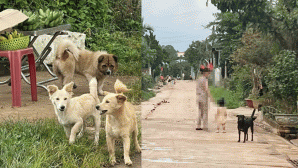 Vụ bé trai 6 tuổi ở Gia Lai tử vong khi giấu việc bị chó cắn: Gia đình sốc nặng khi mất con mãi mãi