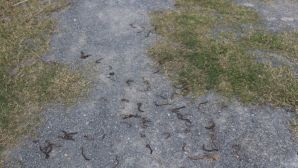 Lý giải nguyên nhân hàng triệu con giun bò kín sân vườn, chết bất thường ở Quảng Trị