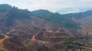 Gần 100 ha rừng bị xâm hại nghiêm trọng ở Gia Lai: Công an khởi tố vụ án