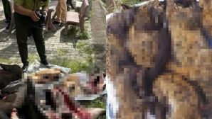 Chặn đứng xe khách Bắc - Nam chở lượng lớn động vật nguy cấp, quý hiếm: Hiện trường có gì đặc biệt?