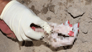 Công an tìm người thân thi thể một phụ nữ trôi trên sông Sài Gòn: Có 6 ngón tay, sơn móng chân đỏ