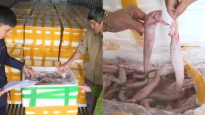 Phát hiện 7 tấn cá khoai xử lý bằng hóa chất cấm đang được tuồn ra thị trường: Lời khai phẫn nộ của tài xế