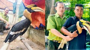 Chim lạ đặc biệt quý hiếm sà xuống xe máy người dân, đuổi cũng không chịu đi và cái kết bất ngờ