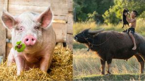 Từ tiếng Việt nào giữ nguyên là heo lợn nhưng bỏ một dấu lại biến thành trâu?