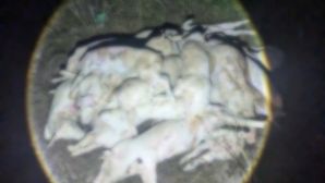 Rợn người bên trong ‘lò mổ tử thần’: Hàng trăm xác heo bệnh được đào lên, ‘phù phép’ rồi tuồn ra thị trường