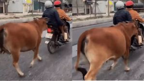 Thanh Hóa: Clip bò mẹ đuổi theo xe máy chở bò con bị gãy chân suốt 2 km khiến CĐM xúc động