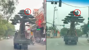 Thông tin mới vụ xe tải chở người ngồi vắt vẻo trên ngọn cây: Tài xế nhận cái kết đắt giá