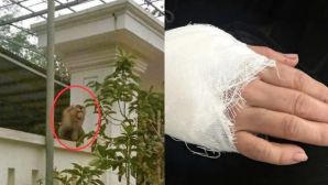 Khỉ đuôi lợn xuất hiện giữa khu dân cư Thanh Hóa, tấn công người dân khiến kiểm lâm phải vào cuộc xử lý