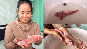 Người dân Cà Mau bắt được con cá màu hồng độc lạ nhất hành tinh, phát sáng giữa đêm