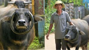 Chú trâu quý hiếm ‘trời ban’ có cặp sừng mọc ngược giúp lão nông Đà Nẵng mua được nhà, tậu được xe