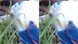 Phát hiện thi thể khô hóa, lõa thể gần trạm thu phí cầu Phú Mỹ, công an ra thông báo khẩn