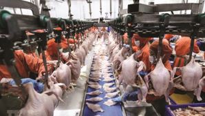 3 thương hiệu cung cấp thịt sạch 'từ trang trại đến bàn ăn' sắp bị thanh tra, không chỉ C.P Việt Nam