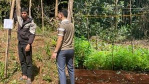 Lộ diện khu rừng trồng hàng trăm cây cấm tại Lâm Đồng, chủ trồng bị xử lý hình sự